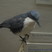 Blue-and-white Mockingbird